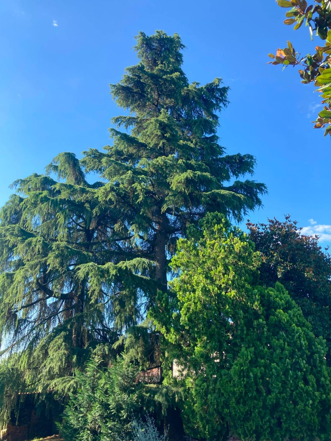 Alberi monumentali